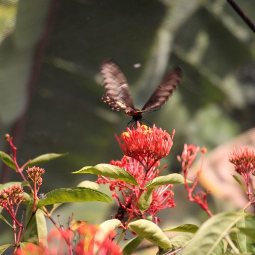 Papillon Uitvaart