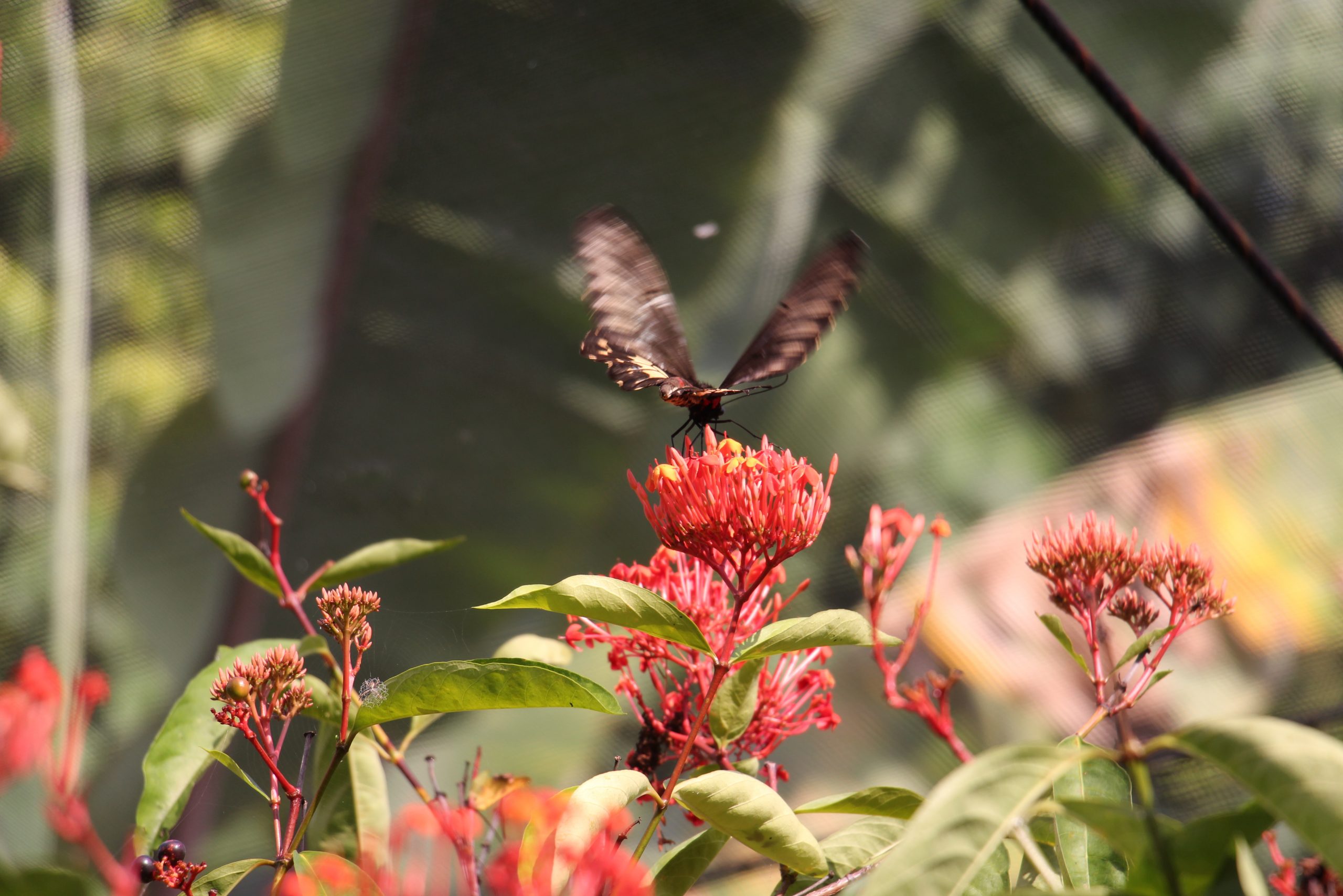 Papillon Uitvaart
